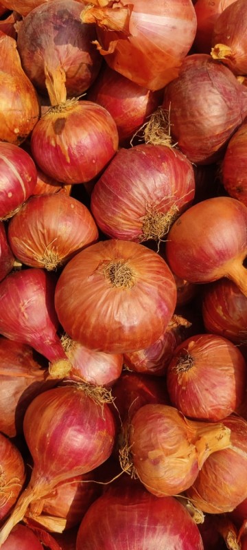 RED ONION FROM INDIA from India